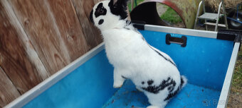 Predám zajacov NOS - 3