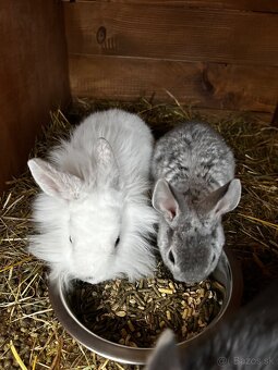 Predám zakrslých zajačikov - 3