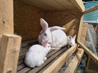 Predám hyla králiky - 3