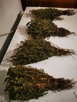 Čistec rovný sušený - 3