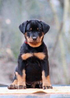 Beauceron - francouzský ovčák s PP (FCI) - 3