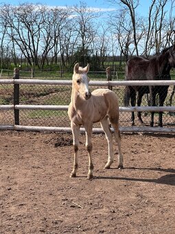 Ponúkam pripúštanie Cremello AQH žrebcom - 3