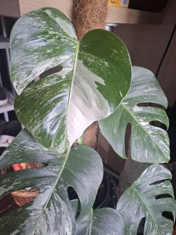 Monstera albo - 3