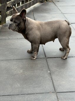 Francúzsky buldocek - 3