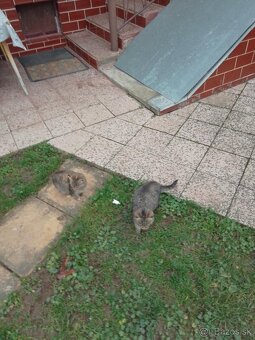 Darujem dve mačiatka - 3