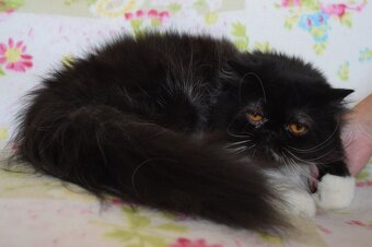 Perzská mačka - 3