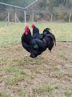 Australorpka - 3