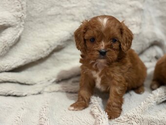 Cavapoo - 3