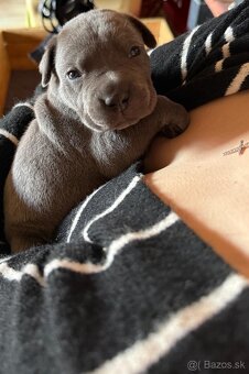 Výnimočné šteniatka americký bandog s PP k odberu - 3