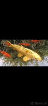 Koi Kapre,podustvy,karasy-koi kapre rezervované - 3