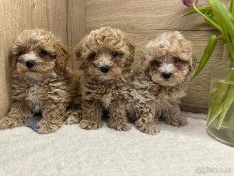 Maltipoo - 3