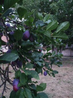 Slivky bez chemického postreku 2 € za kg - 3