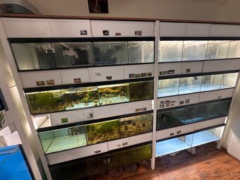 Rozpredam aquaristiku - 3