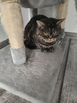 perzska a britska - 3