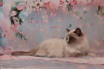 Ragdoll kocúrik s PP - 3