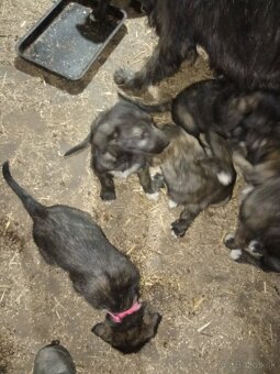 Predám írsky vlkodav - 3