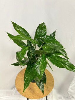 Spathiphyllum Diamond - Lopatkovec - 3