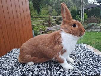 Meklenburský strakáč - červený - 3