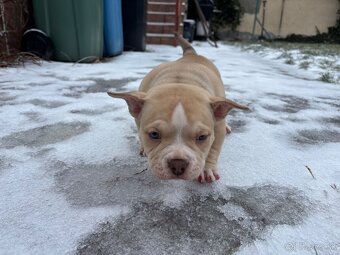 American bully pocket - 3