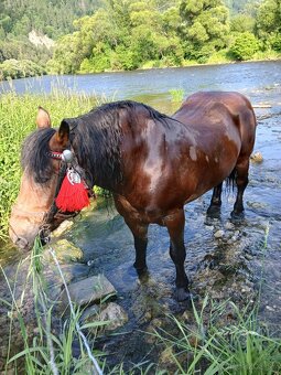 Predám kobylu - 3