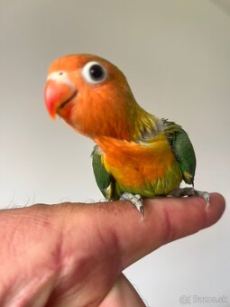 AGAPORNIS FISHER Maznačik-krotký - 3