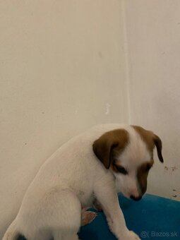 Predám šteniatko Jack russel - 3