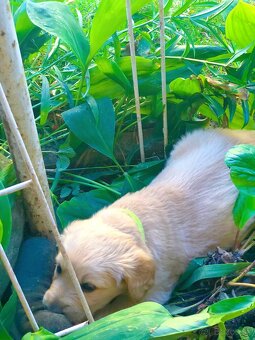 Zlatý retriever - 3