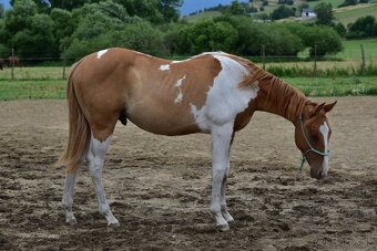 American Paint Horse - 3