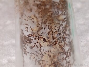 Mravec květinový (Monomorium floricola) - 3