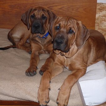 Tosa inu - nádherní pejsci k odběru - 3