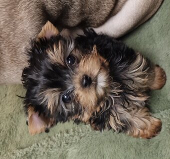 Yorkshírsky terier - 3