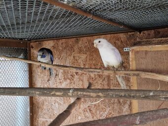 Predám Penanta bieleho rok 2018 - 3