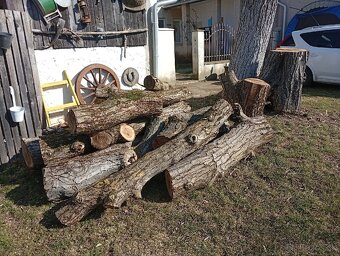 ORECHOVÉ DREVO – masívne kmene a kláty - 3