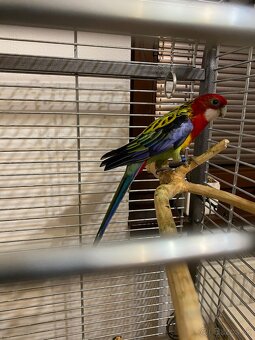 Rozela pestrá -samec - 3