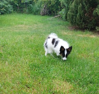 Papillon - 3