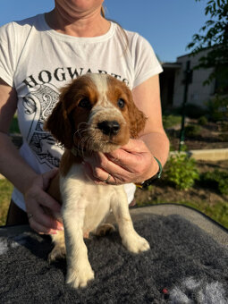 welsh springer spaniel s PP - 3