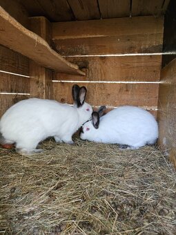 Kalifornsky kralik - 3