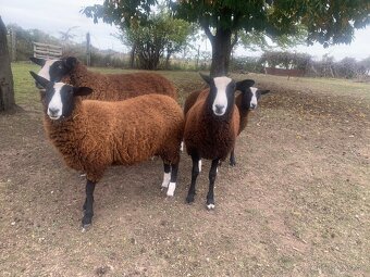 Zwartbles - ovce - 3