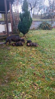 Predám šteniatka jazvecika - 3