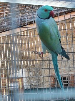 Predám Alexander maly - 3