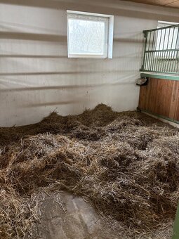 Boxové ustajnenie koní - 3