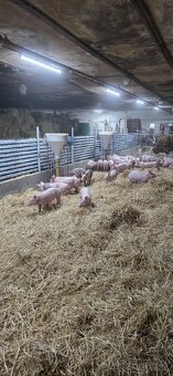 Ponúkam odstavčata cca 30-33kg - 3