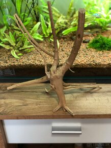 Krevetky,koreňe,microsorum - 3