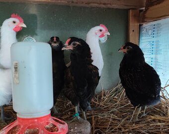 Kohúty breese gauloise a araucana - 3