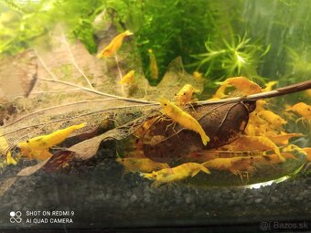 Krevetky neocaridina golden yellow fire - 3