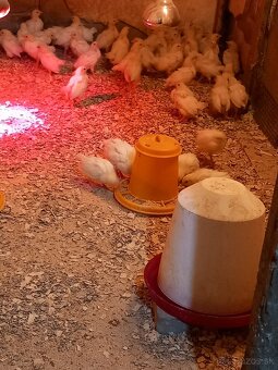 Leghorn kurčatá - 3