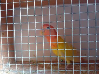 Predám Agapornisa Ružovohrdle - 3