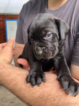 Cane Corso šteniatka bez PP - 3