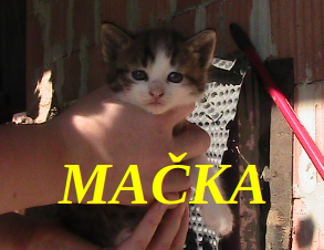 Darujem mačiatka 3 mačičky 1 kocúrik - 3