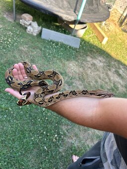 Boa constrictor/velhad kráľovsky - 3